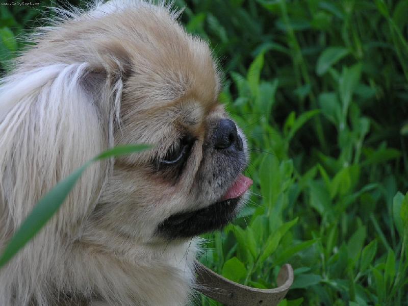 Foto: Nel�a-Jsem v travi�ce