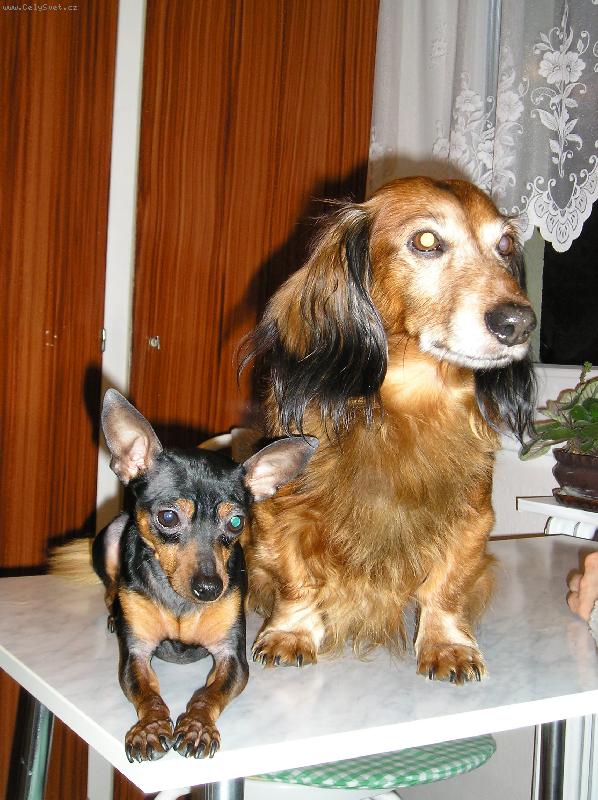 Foto: Rex a Filip-dva mazl�ci