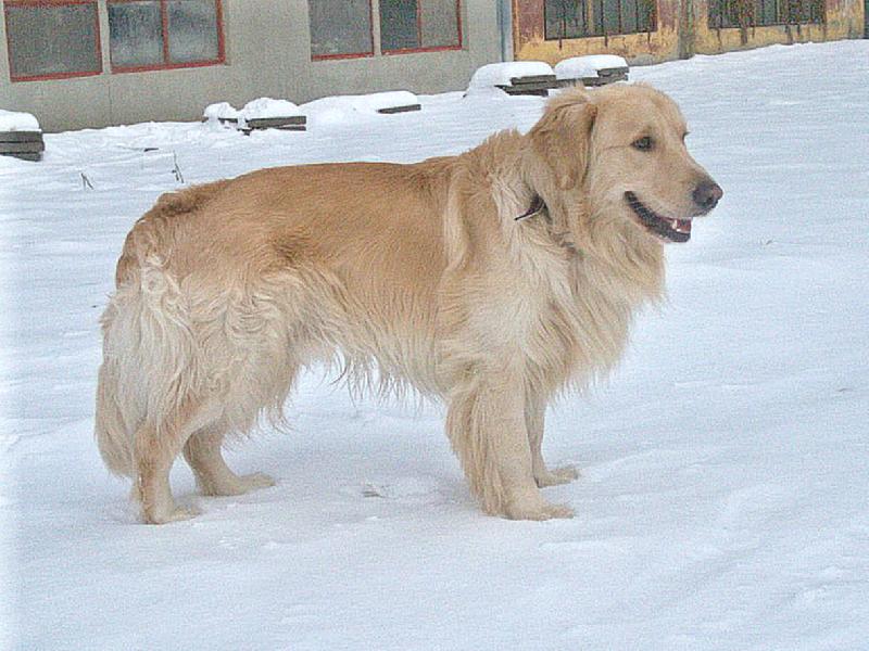 Foto: Arki-postoj na sn�hu