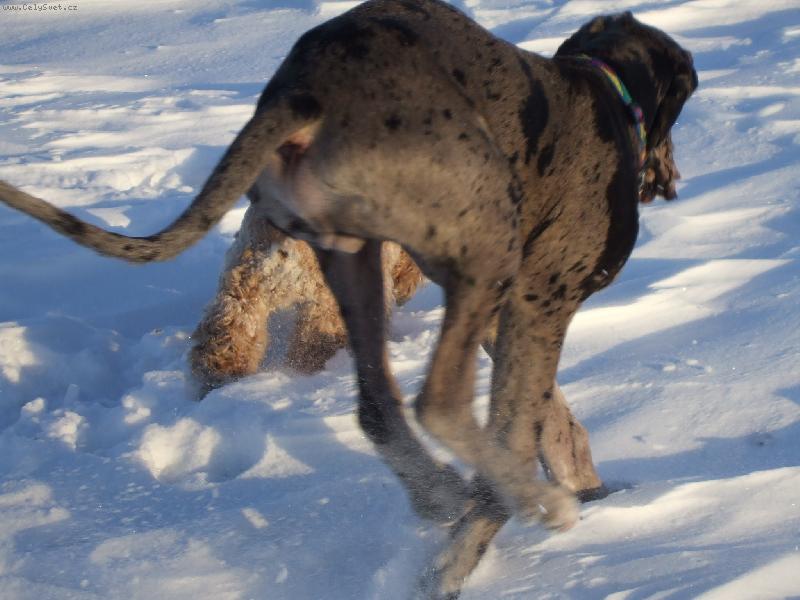 Foto: Klokan na sn�hu