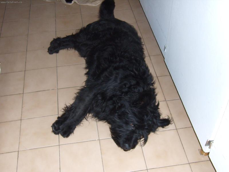 Foto: Unaven� Azorek