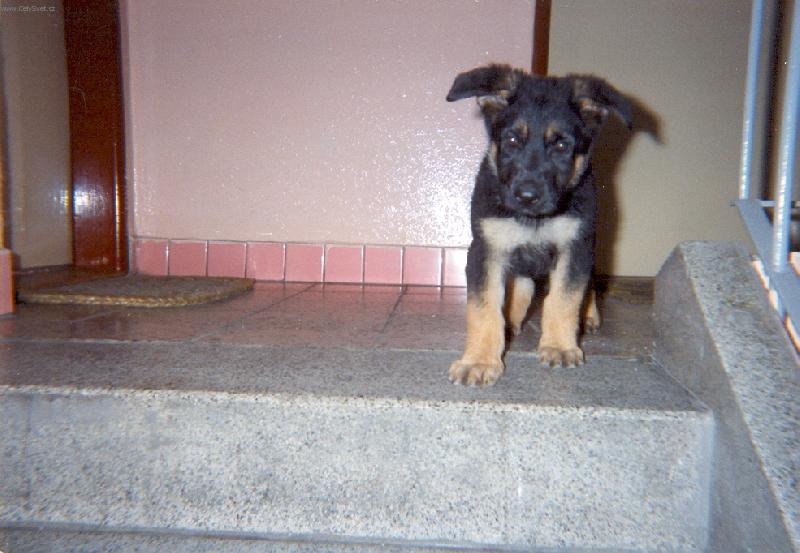 Foto: Dino-Snesete m�, pros�m:o(