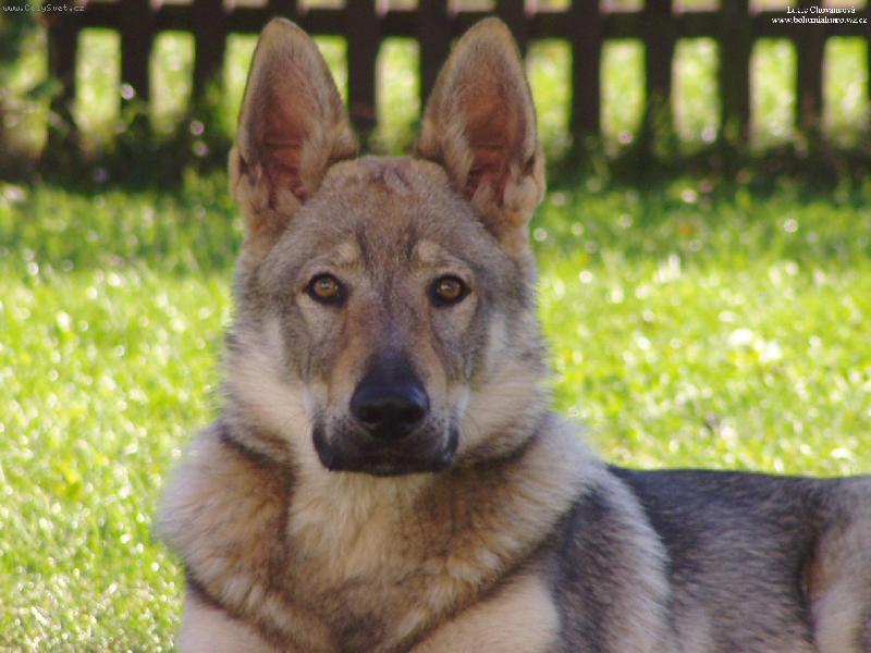 Foto: Baron z Hvozdeck� kotliny