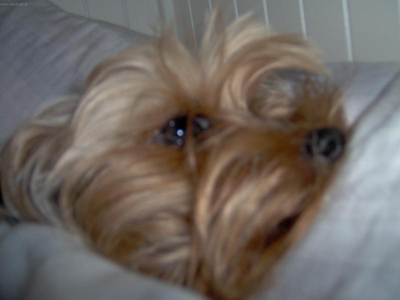 Foto: Dast�������k