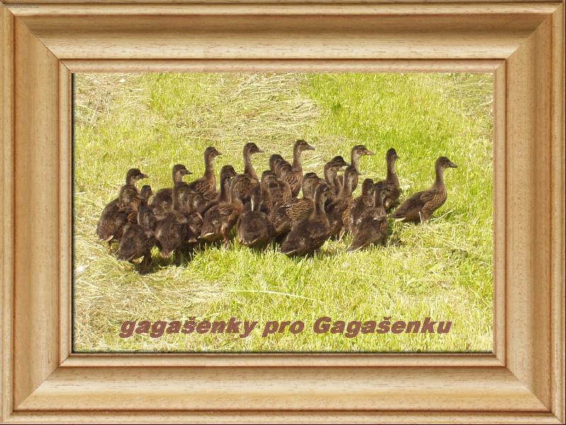 Foto: p��n� k sv�tku