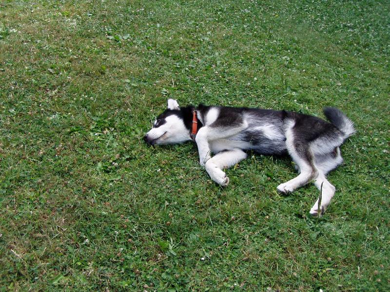 Foto: alja�sk� malamut