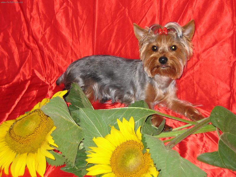 Foto: Besinka p�zuje