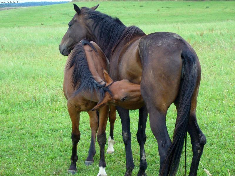 Foto: Mate�sk� l�ska