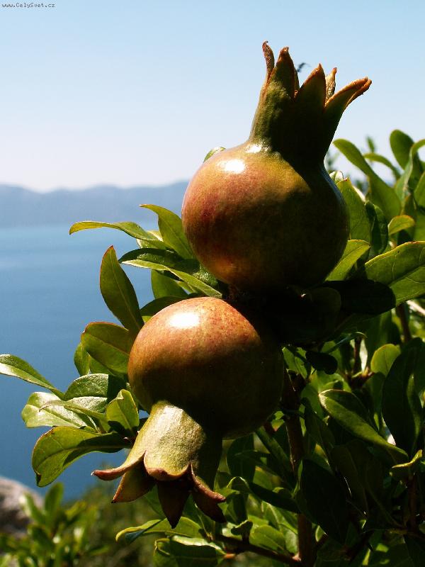 Foto: Gran�tov� jablka