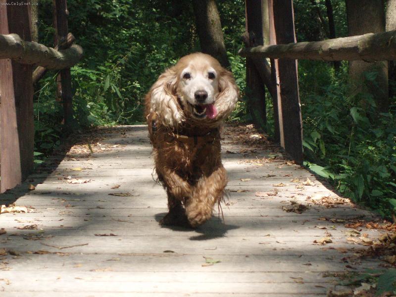 Foto: Proch�zka lesem