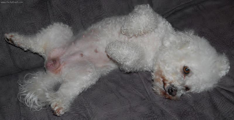 Foto: Betinka-Unaven� pan� psovov�