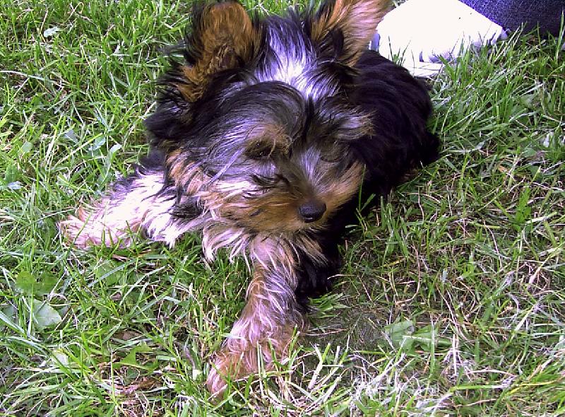 Foto: Kimecek-psi pohled do blba