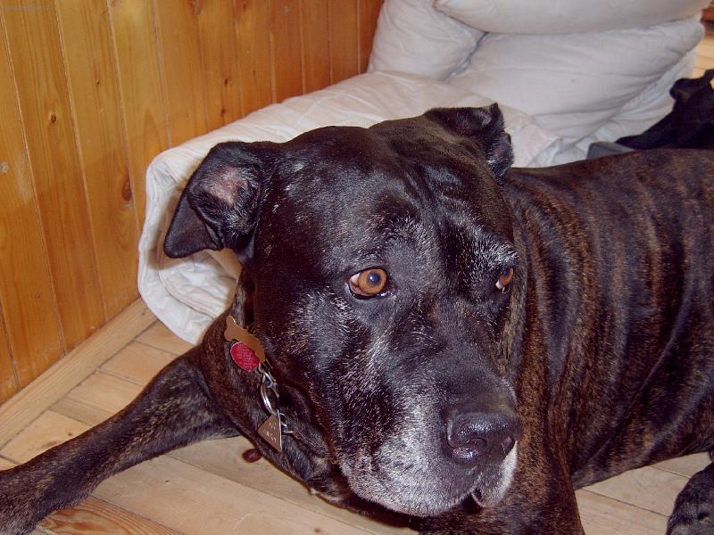 Foto: tak co na mn� koukate?-Pes