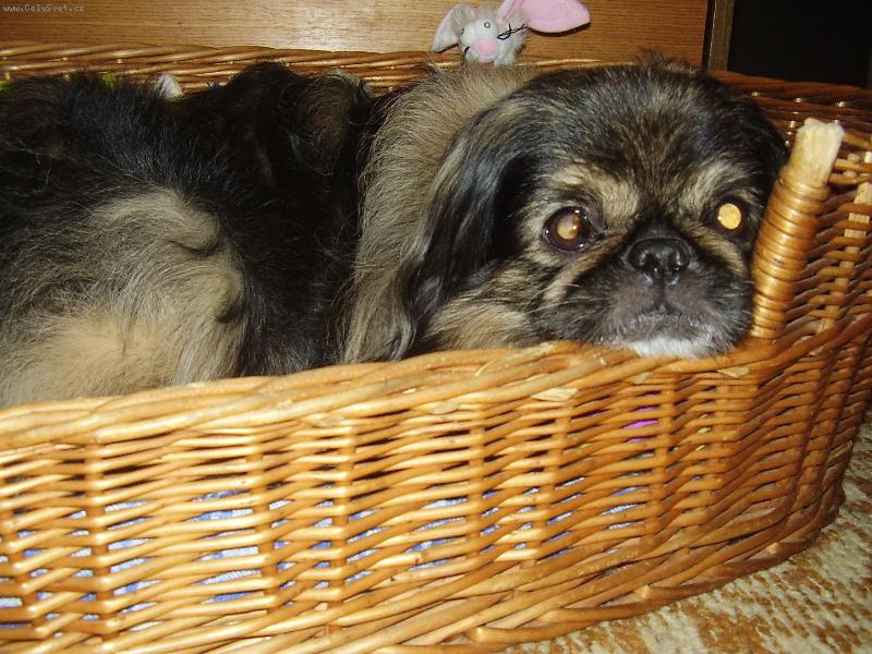 Foto: B��a-V pel�ku....leh�rko..