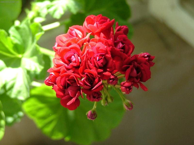 Foto: pelargonie r��i�kov�