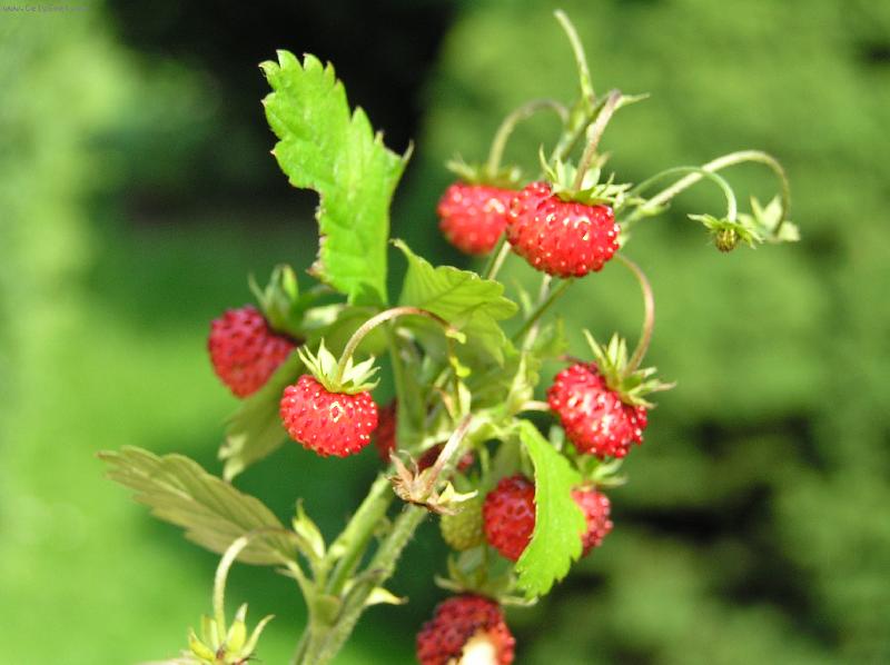 Foto: Kyti�ka jahod-Jahody