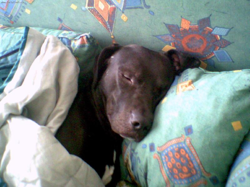 Foto: v���lik� �nava