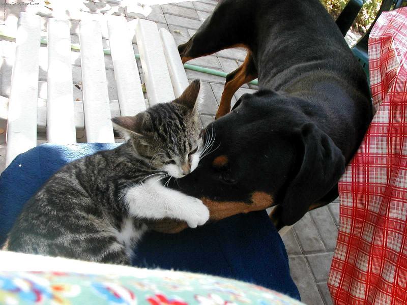 Foto: Kery a kot�-Ker�a si nech� od kot�te v�e l�bit