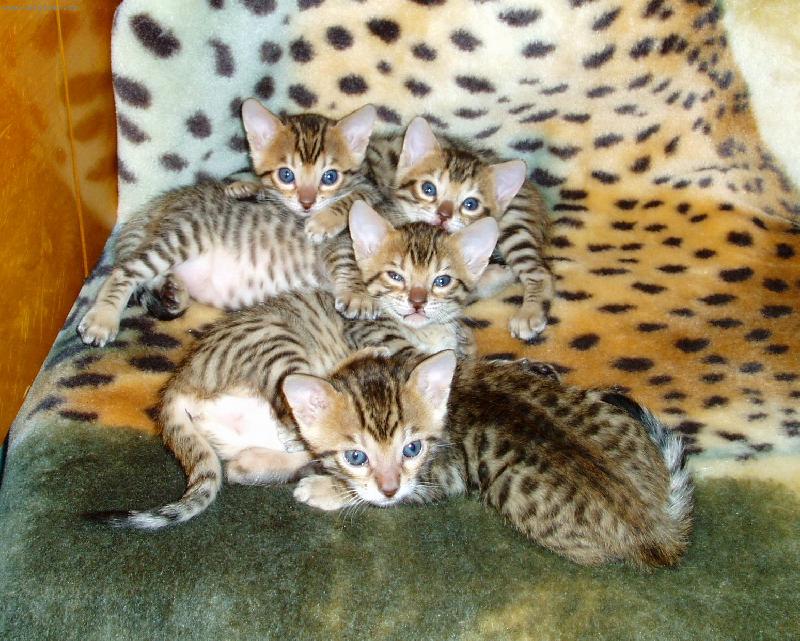 Foto: mali�kat� beng�lci-Kuk