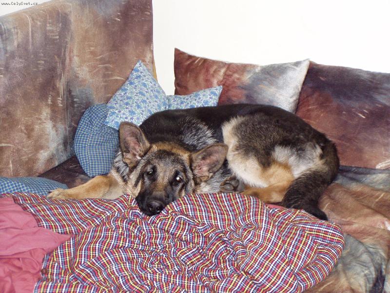 Foto: Jas�k v posteli