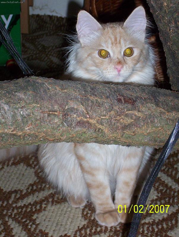 Foto: Pluto-Je to st�le na�e ob�nice - ob�n�k?