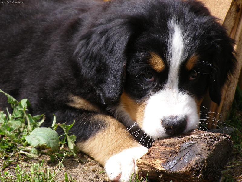 Foto: Elis-Elis jako �t��ulka