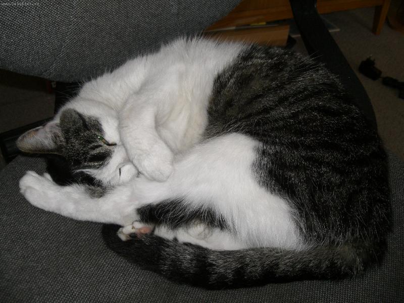 Foto: Micina-Nefo�te m�, j� se styd�m!!