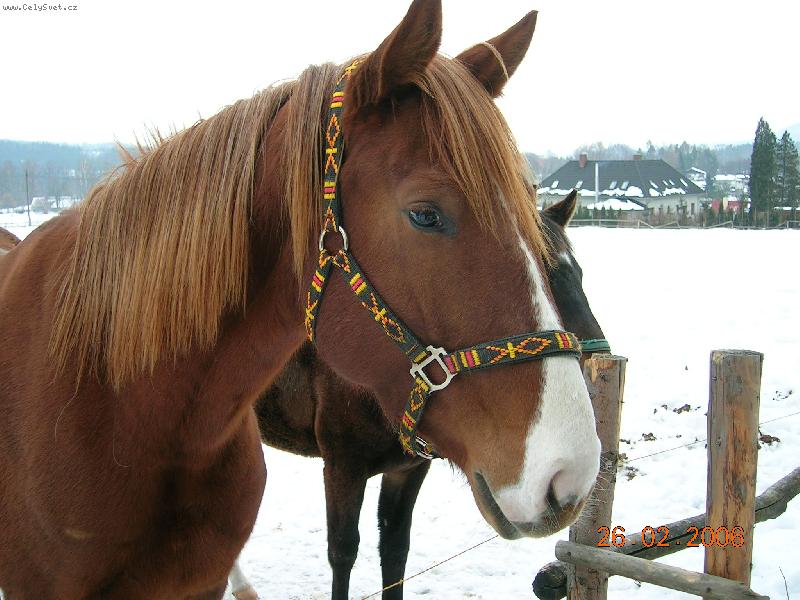 Foto: Kon�sk� kr�sa