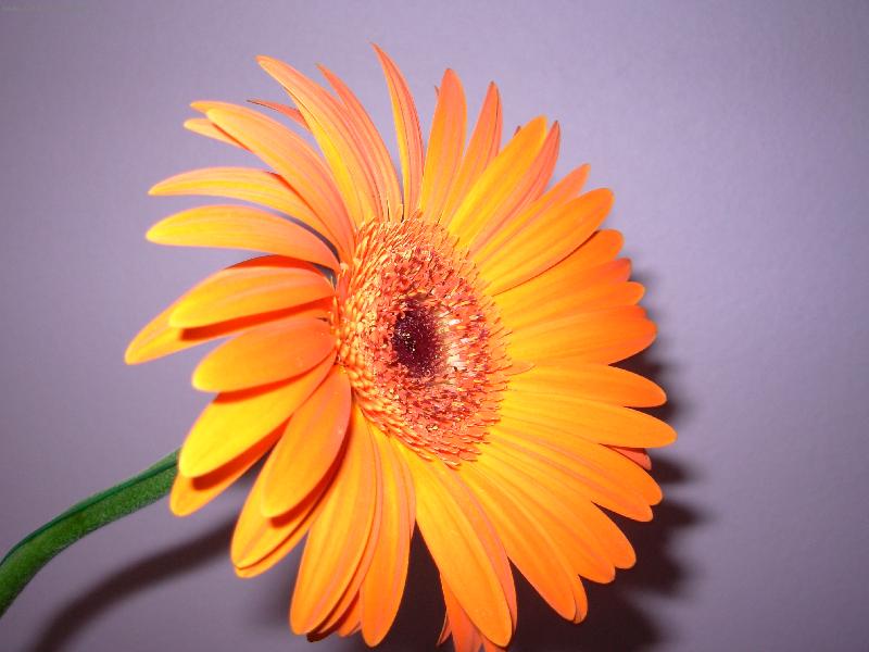 Foto: z l�sky... ?