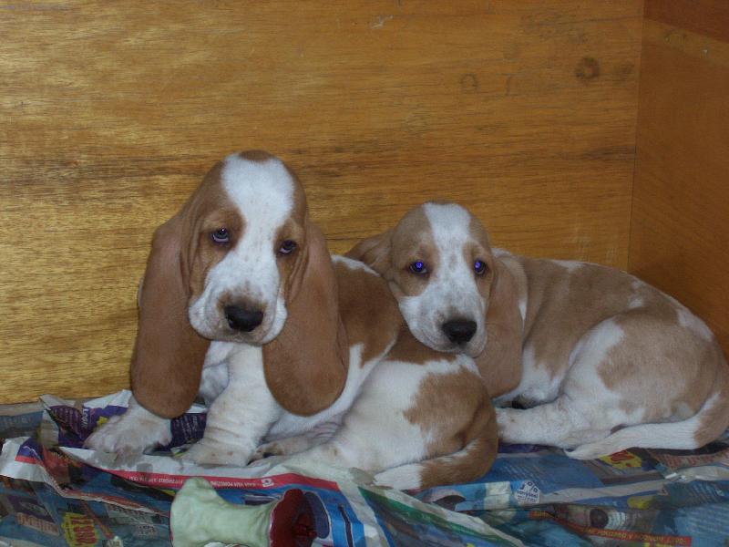 Foto: Am�lka a Lupo-st��� 2 m�s�ce