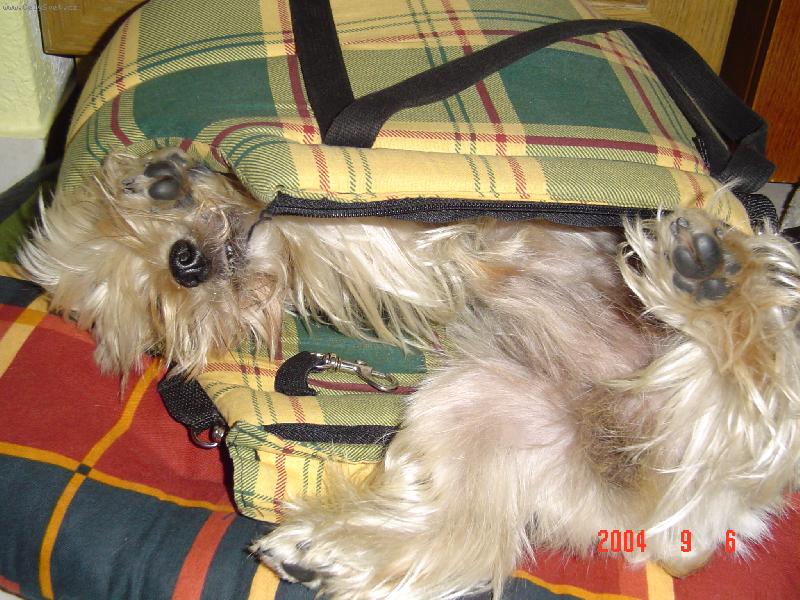 Foto: Po t��e na Prad�du - 20km-...a brou�ci spali...