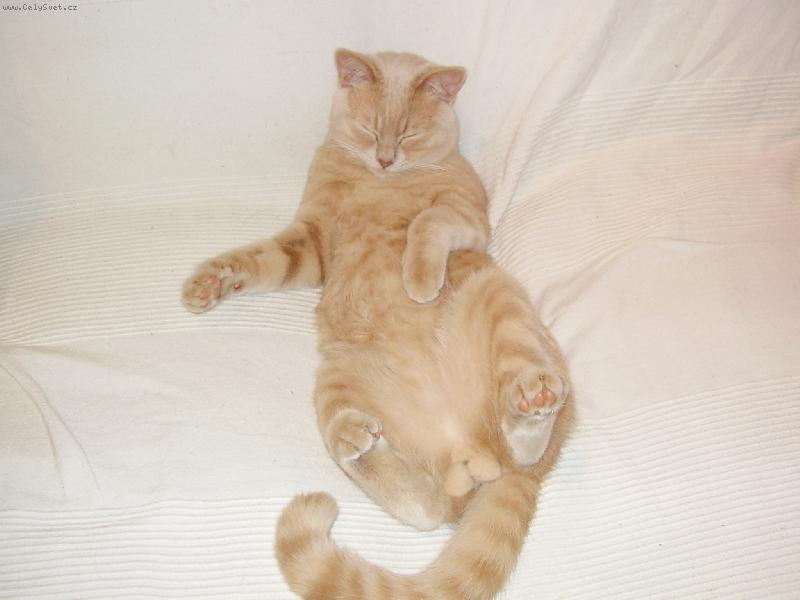 Foto: Max��ek-�lof��ek po ob�d�