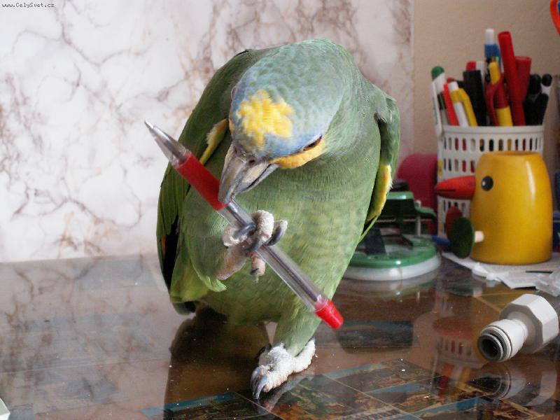 Foto: Amazo�an oran�ovok��dl�-Je�t� podpis ....