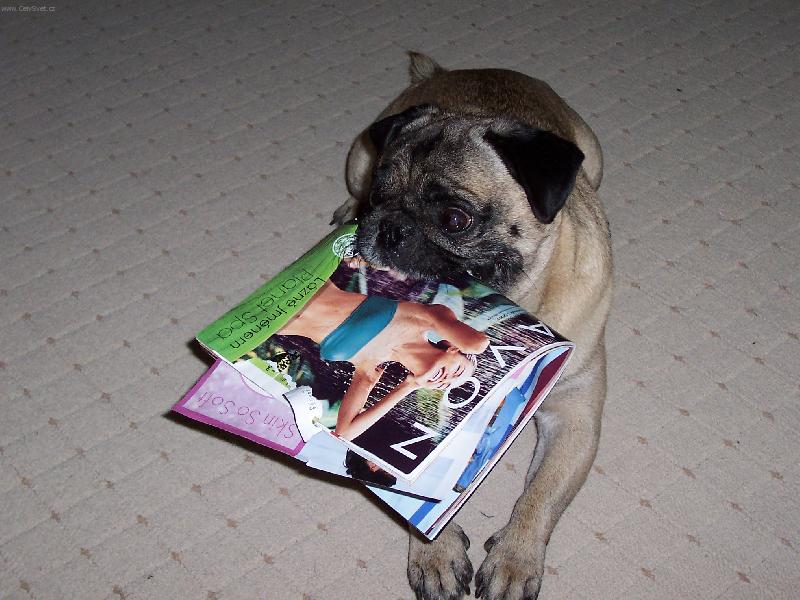 Foto: Mops�k-zabalil to...