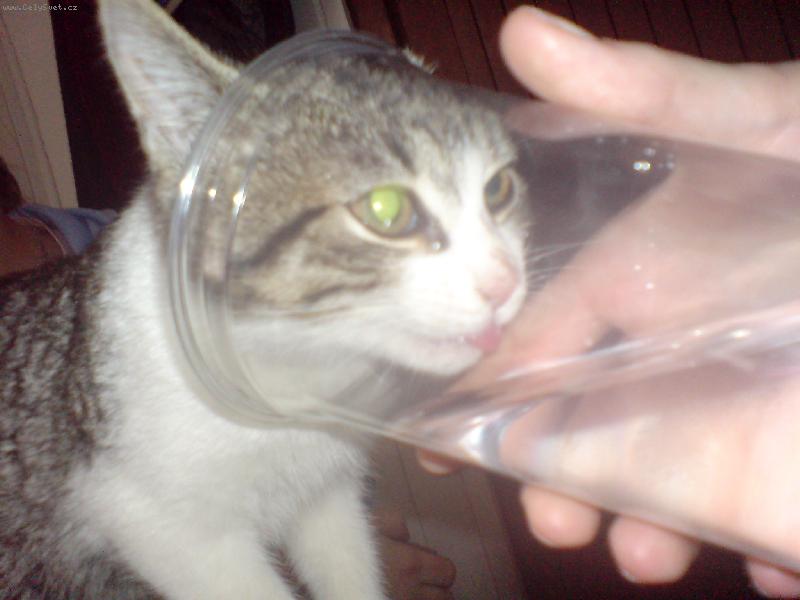 Foto: ��ze�-I ko�ka um� p�t ze skleni�ky