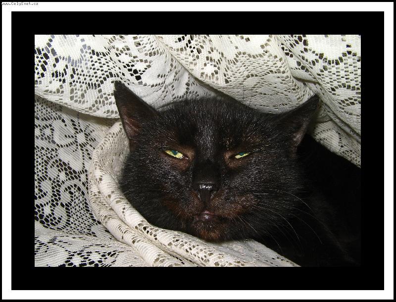 Foto: Na�e t�in�ctilet� Micinka- :)