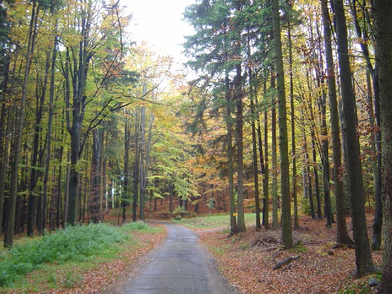Foto: podzimn� les