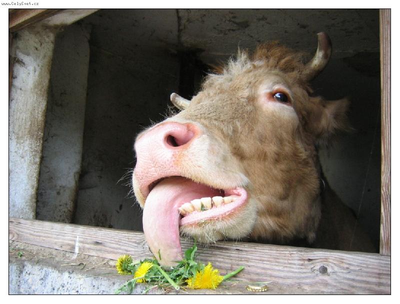 Foto: M�m hrozn� hlad!!!!!!!