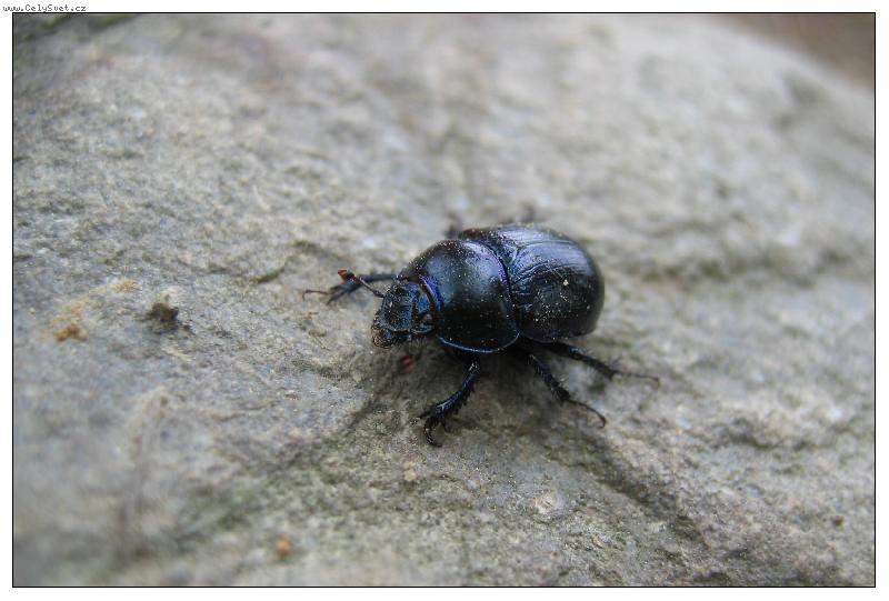 Foto: takov� kr�sn� brou�ek...