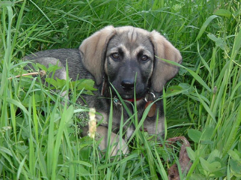 Foto: Razi�ka-��en� v tr�v�