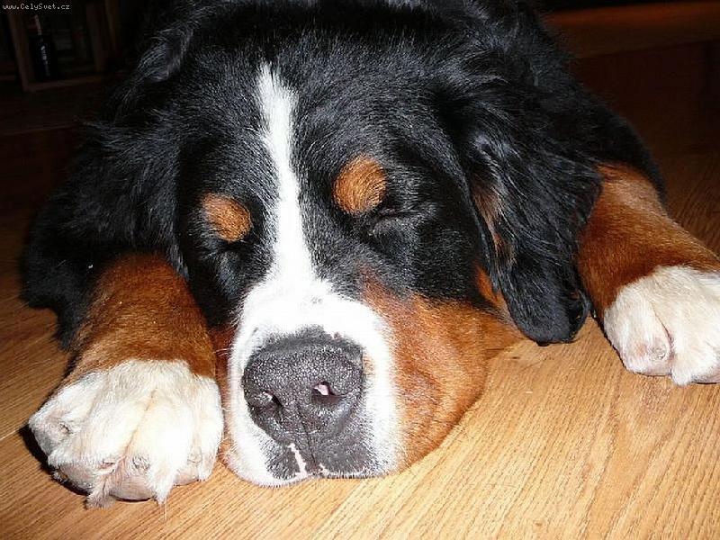 Foto: Edgar-moje mal� miminko:-))