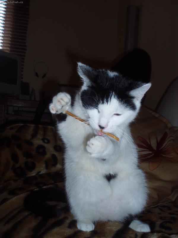 Foto: ty�inky ty j� r�da-yolanda v akci