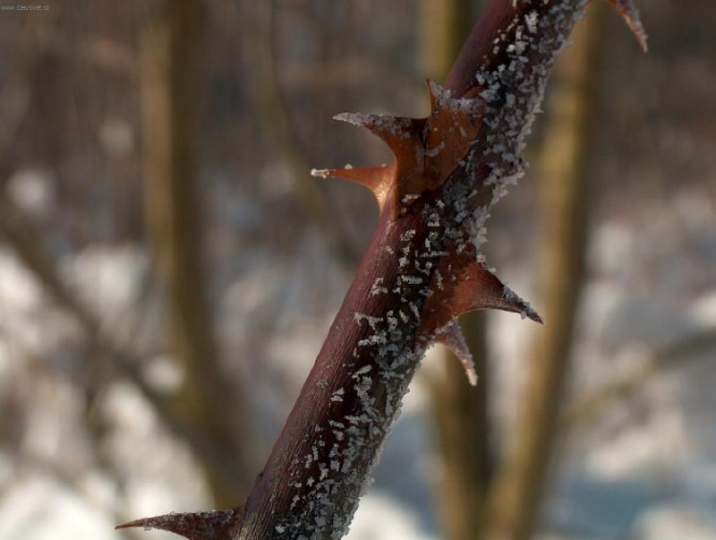 Foto: Rostlina-zima