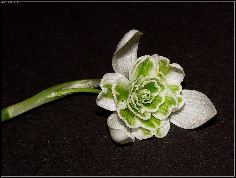 Foto: Plnokv�t� sn�enka