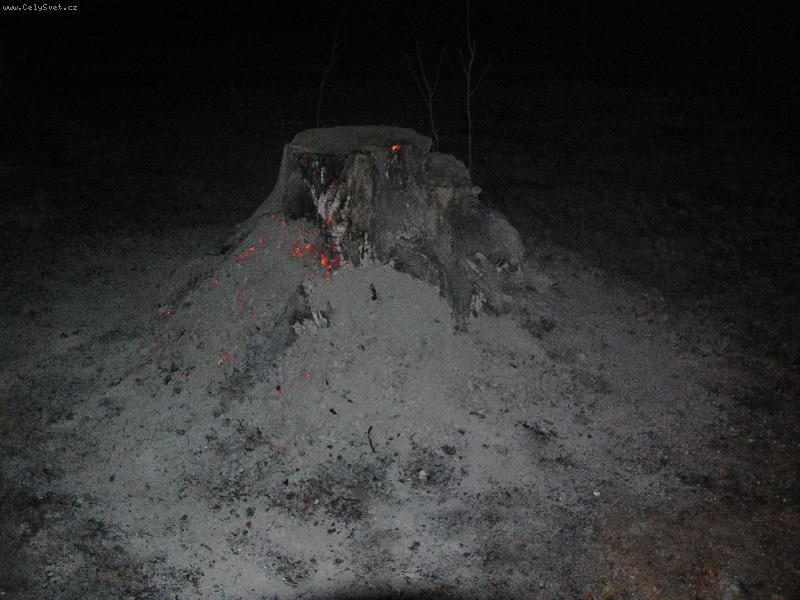 Foto: Chud�k strom