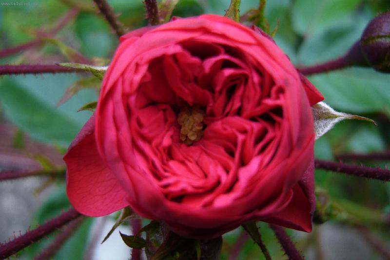 Foto: R��i�ka-macro