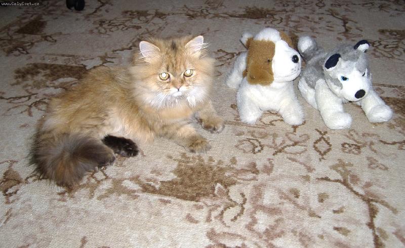 Foto: J� a moji kamar�di