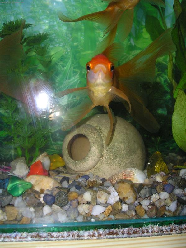 Foto: Pep�k-Jak na ob�anku !