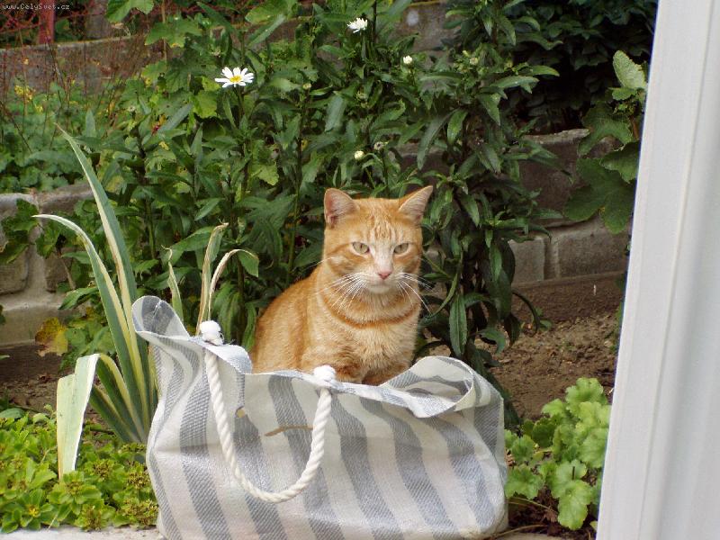 Foto: Kocour na n�kupu