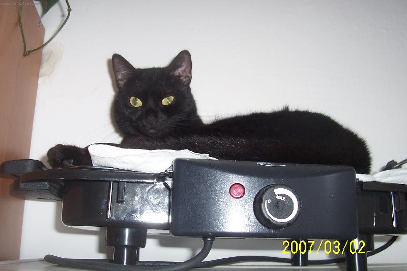 Foto: Lucka-Ko�ka na grilu.